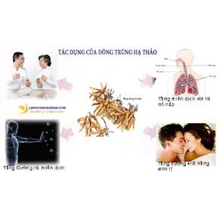 100g Hoa Đông Trùng hạ thảo (loại sấy khô)