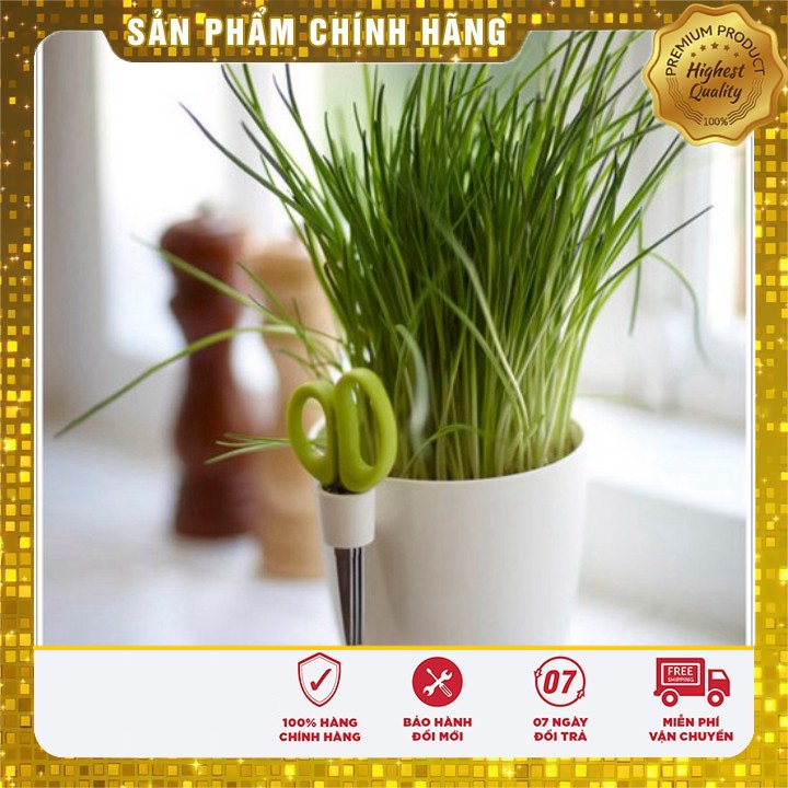 Hạt giống Hành Hương Xanh ( Gia vị Ngon Bổ Rẻ )