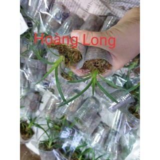 Kiếm giống các loại