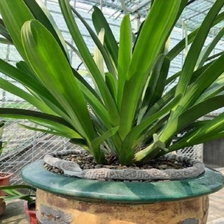HÀNG CHUẨN Hoa phong lan kiếm vàng ( thuần chậu, sire to)