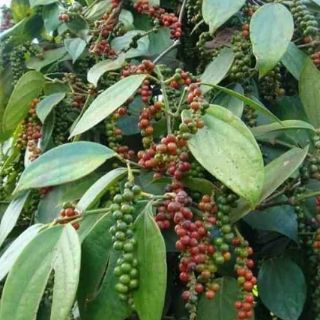TIÊU ĐEN NHÀ BÀ NỘI.