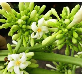 Hạt giống cây đu đủ đực - gói 10 hạt - sthgt