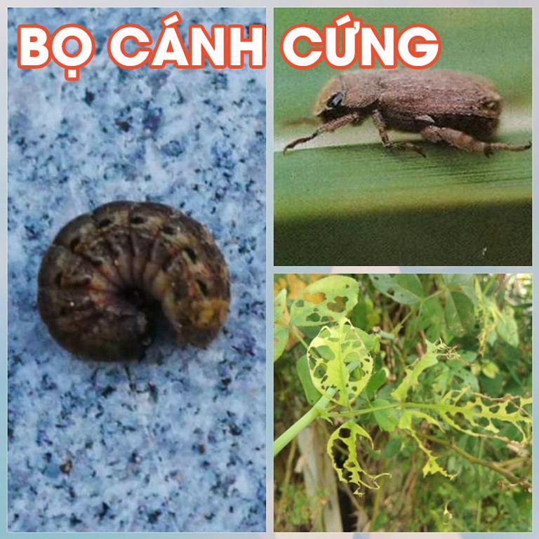 Dầu neem oil Kobi hữu cơ, nguyên chất, diệt bọ trĩ, nhện đỏ, rệp, sâu, bảo vệ hoa hồng, hoa lan, ép lạnh -2 chai 100ml