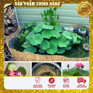 Hạt Giống Sen Nước Mix( 5 hạt - 5 màu)