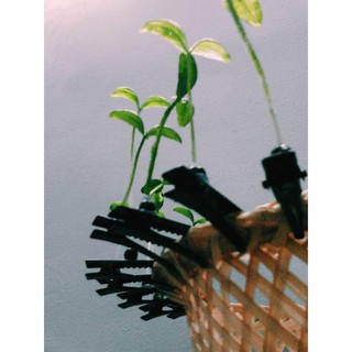 Kẹp tóc mầm cây.