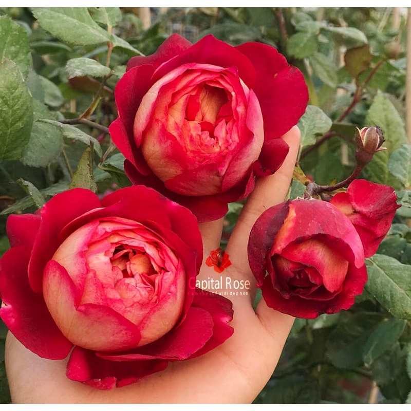 Hoa hồng ngoại Docteurs Massad Rose  - hoa to