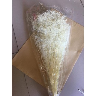 HOA KHÔ BABY BLOOM  Ý