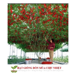 Cà Chua Bạch Tuộc ( Cà chua leo giàn) Gói Chính Hãng Nhiều Hạt