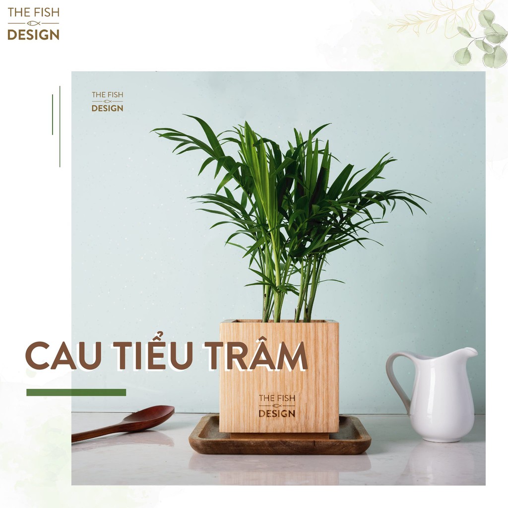 (HOT) Cây Cau Tiểu Trâm để bàn