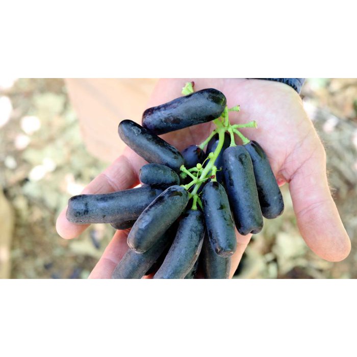 Cây Nho Ngón Tay Đen Úc  Không Hạt Tự Nhiên