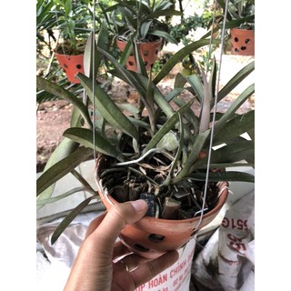 lan tiểu hồ điệp rừng