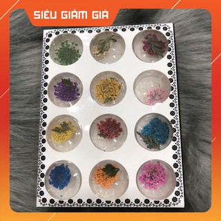 set hoa khô trang trí