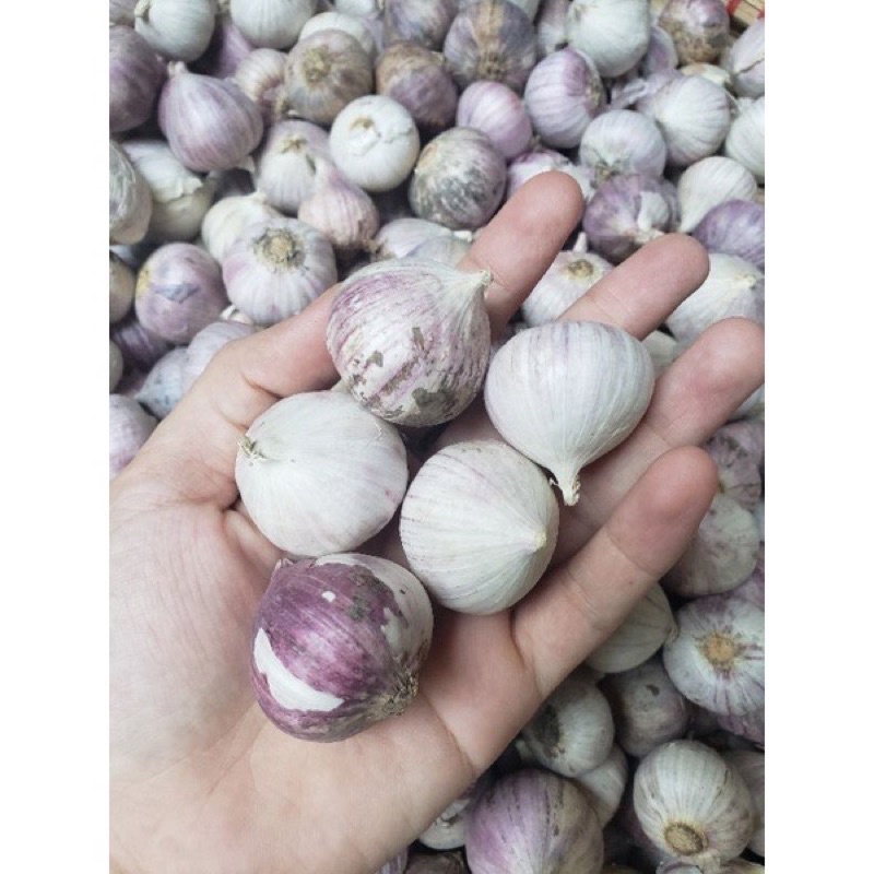 1Kg Tỏi cô đơn chắc đều củ (đã chọn lọc)