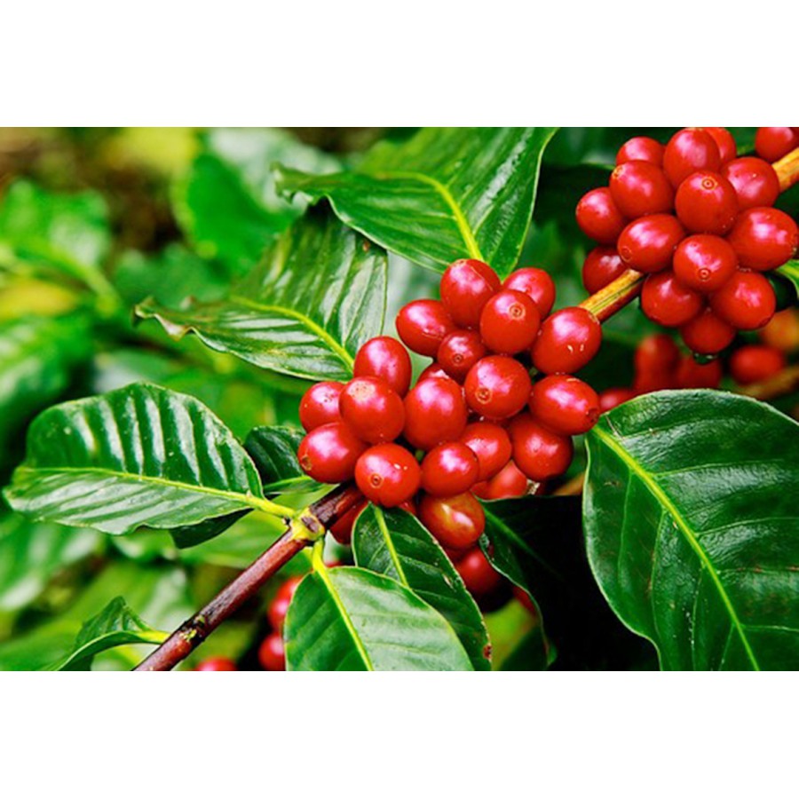 Cà phê thượng hạng  Robusta Natural Daklak 500 gr -  Moka cafe | BigBuy360 - bigbuy360.vn