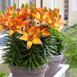 Combo 10 củ hoa ly lùn