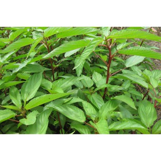 [SALE_1H] Hạt Giống Rau Đay Đỏ Cao Sản F1 - 20 gram