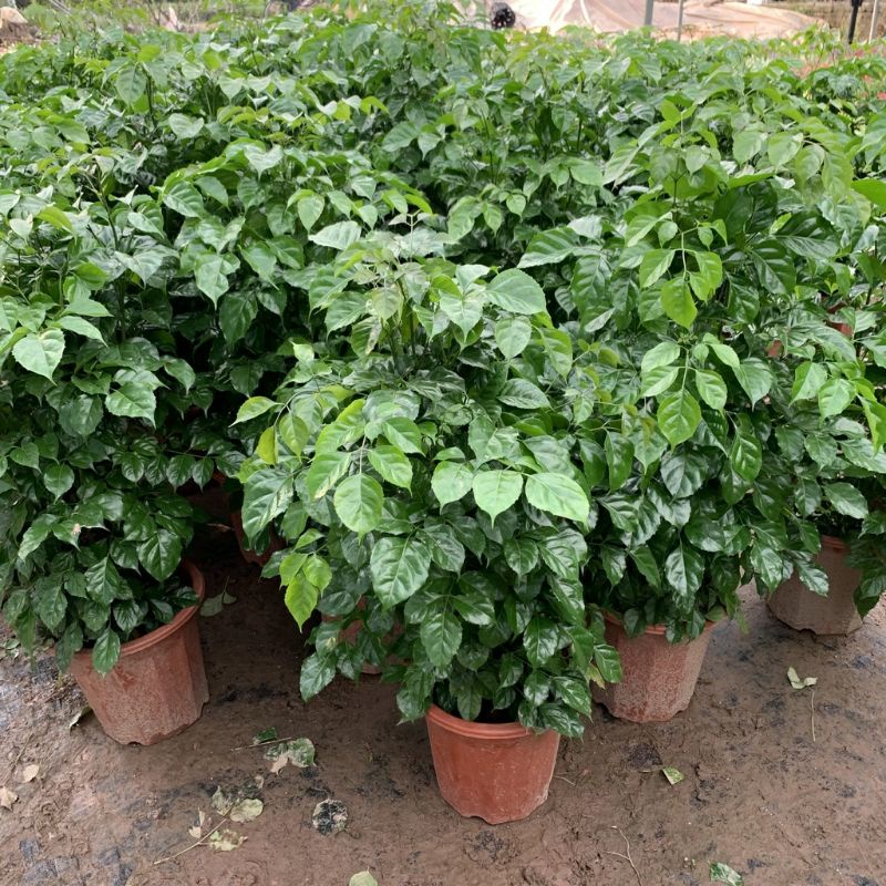 Cây hạnh phúc cao 80cm-1m