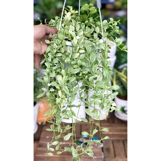 Chậu treo cây hạt dưa cảm thạch rủ