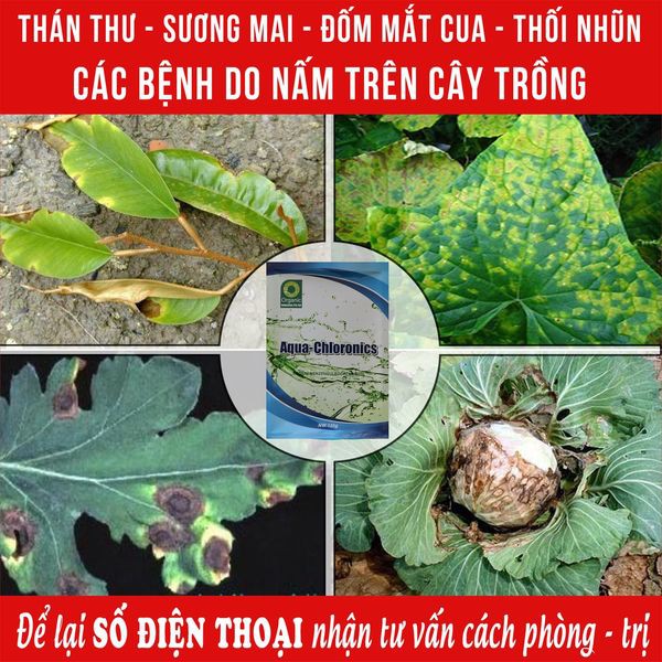 Chuyên trị các loại NẤM, KHUẨN hại cây trồng - chế phẩm bảo vệ thực vật an toàn Phú Nông farm gói 125g