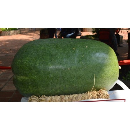 Hạt giống bí đao khổng lồ Bình Định