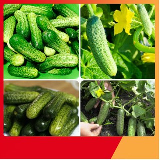 Hạt Giống Dưa Chuột Bao Tử