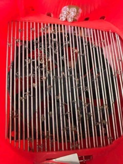 Đèn bắt muỗi