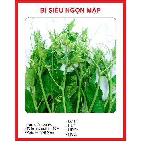 ( BOK GARDEN ) HẠT GIỐNG BÍ SIÊU NGON 10GR
