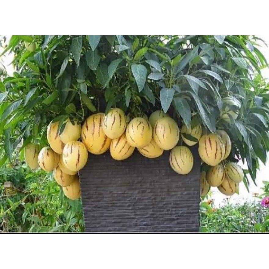 Hạt giống Dưa Pepino Mỹ - Gói 10 hạt