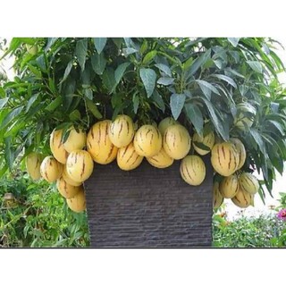 Hạt giống Dưa Pepino Mỹ - Gói 10 hạt