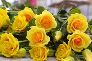 GÂN CÁNH HOA HỒNG