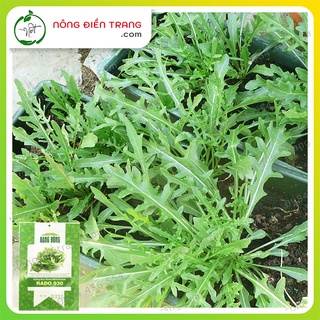 Hạt giống rau thơm wild rocket rado 930 - gói 1g - rau thơm rocket sinh trưởng mạnh, kháng bệnh tốt vtnn nông điền trang