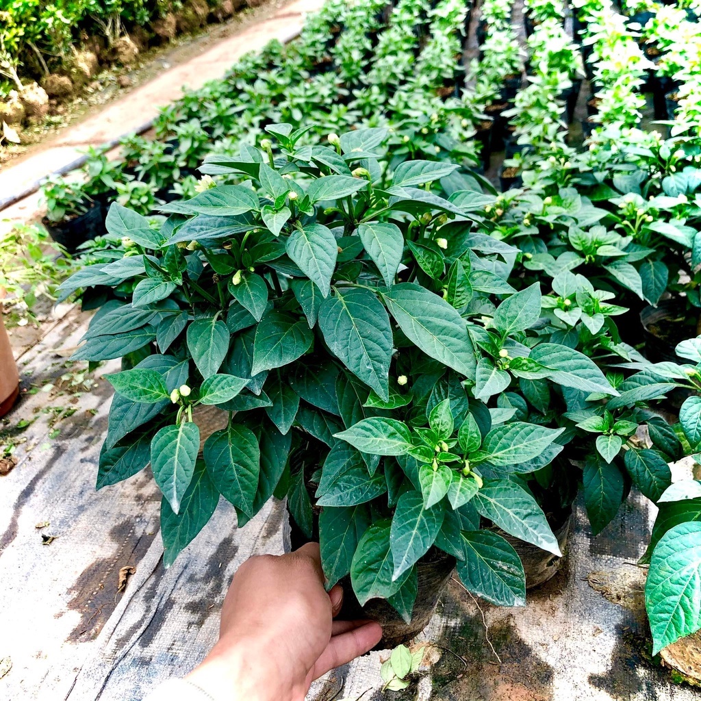 Cây ớt thái chùm siêu cay - THẾ GIỚI HOA CÂY CẢNH - cao 30-40 cm đang hoa và quả ..