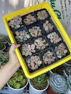 [SALE] Lithops - Sen mông siêu đáng yêu