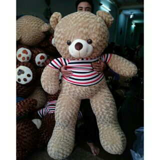 Gấu bông teddy cao cấp khổ vải 1m5 cao 1m2 màu sữa
