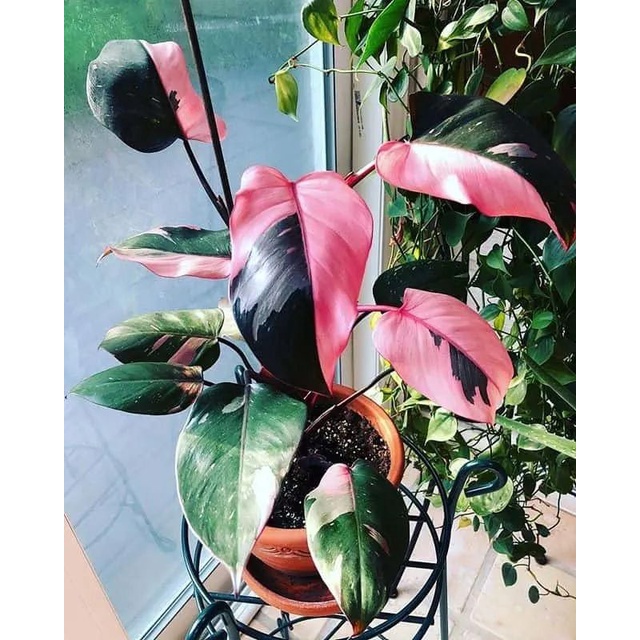 Cây Công Chúa Hồng - Philodendron pink princess  - Cây nhỏ,thuần,khoẻ,var mạnh.