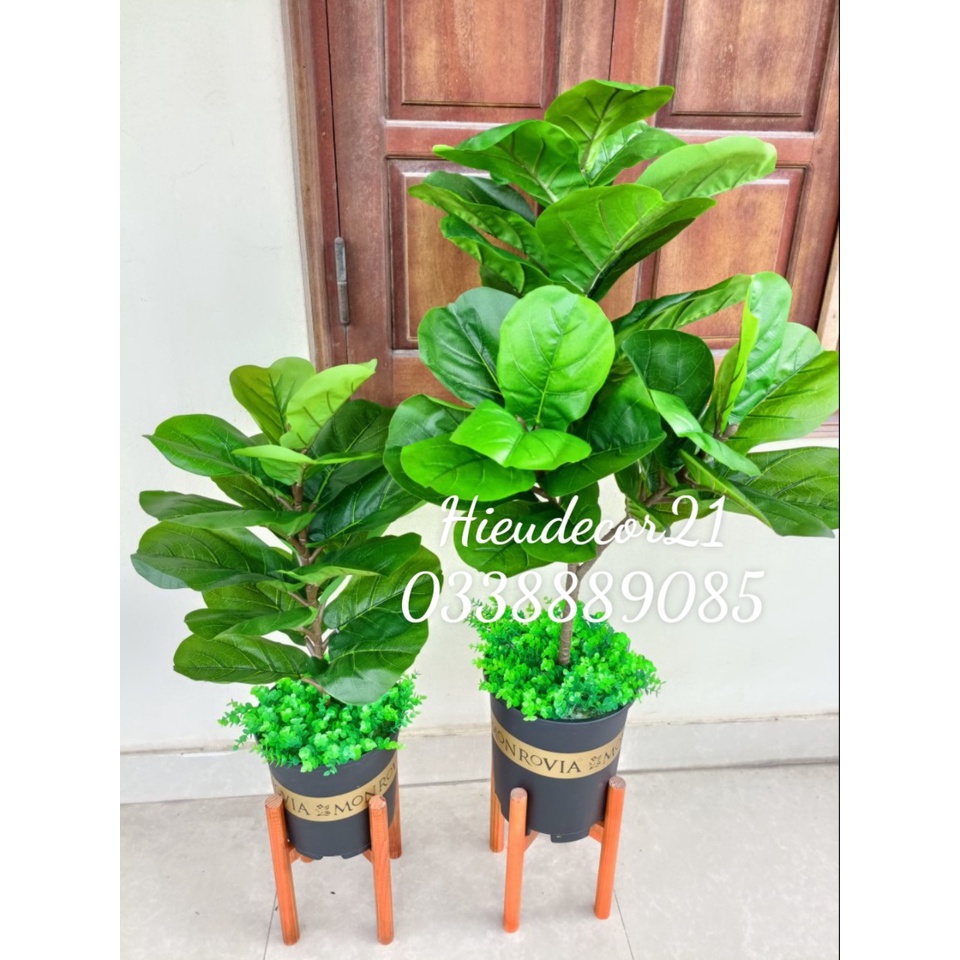 Cây giả - cây bàng Singapore giả cao cấp 3 nhánh