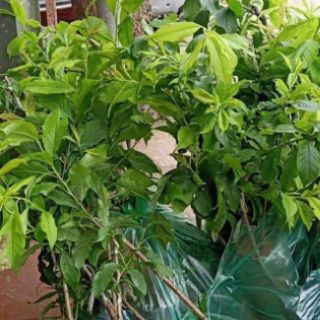Cây giống mận đường úc