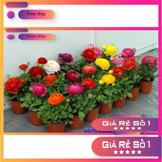 Hạt giống Hồng ri ba tư (mao lương)
