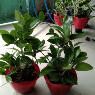 Lan cẩm cù đỏ