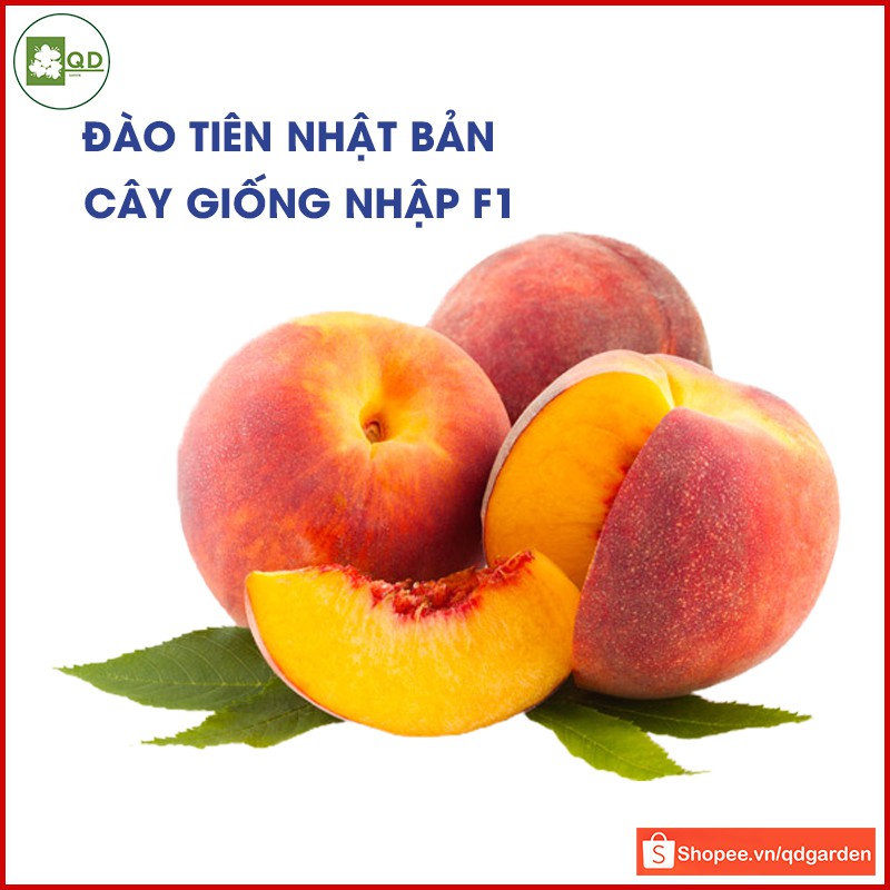 Cây đào tiên Nhật Bản (cây con giống F1) chịu nhiệt thích hợp khí hậu Việt Nam cây dễ trồng năng suất cao - QD38