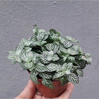 Cây Cẩm Nhung Xanh [ Sale ]