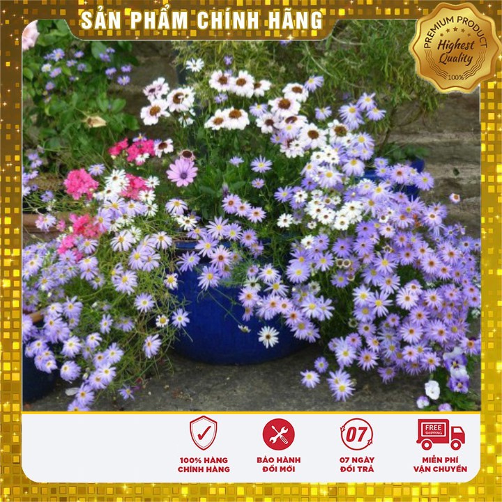 Hạt giống hoa cúc sao băng nhiều màu LUCKY SEEDS