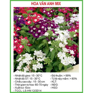 Hạt Giống Hoa vân anh Mix 50 Hạt/ Gói