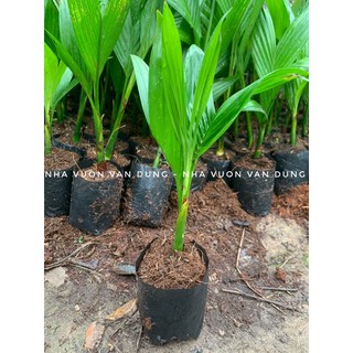 Cây giống cau lùn (ảnh thật tại vườn)