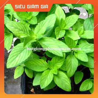 2GR - HẠT GIỐNG HÚNG TRẮNG ( RAU THƠM SẢ) [Giá Hủy Diệt]