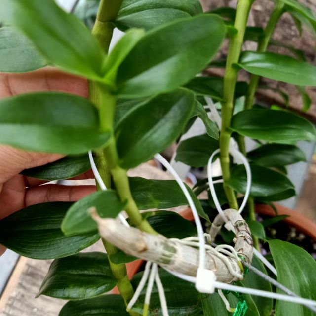 Ki phi điệp