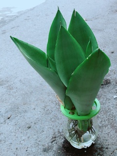 Chậu Lưỡi Hổ Thuỷ Sinh