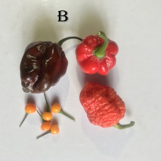 Hạt ớt giống Scotch Bonnet Red