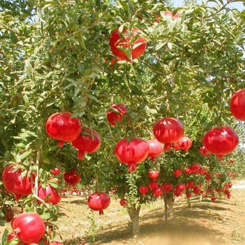 cây giống lựu đỏ ấn độ chiết cành nhập khẩu