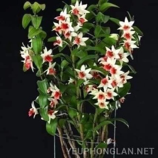 Hoa lan đột biến nhất điểm Hồng(1 bó hình cuối)